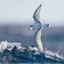 Blue Petrel for Warham