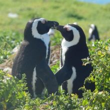 Spelt featured square