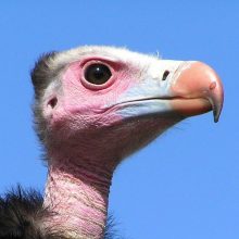 martin birds eye view featured square