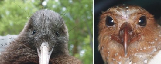 martin birds eye view fig 1