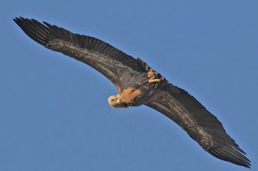 martin birds eye view fig 2