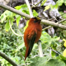 Vizentin-Bugoni Sonne featured square