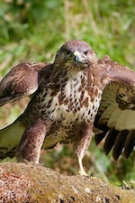 eNews Buzzard