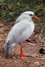 eNews Kagu
