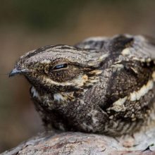 evens featured square