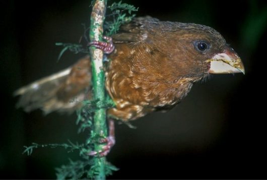 melo & stervander fig 2