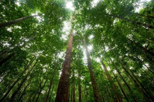 melo & stervander fig 4