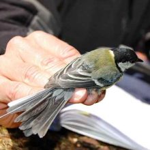 Snijders featured square