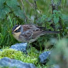 Harrop - SibeAccentor