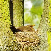 Jankowiak featured square