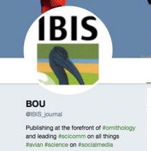 BOU IBIS TW profile and logo
