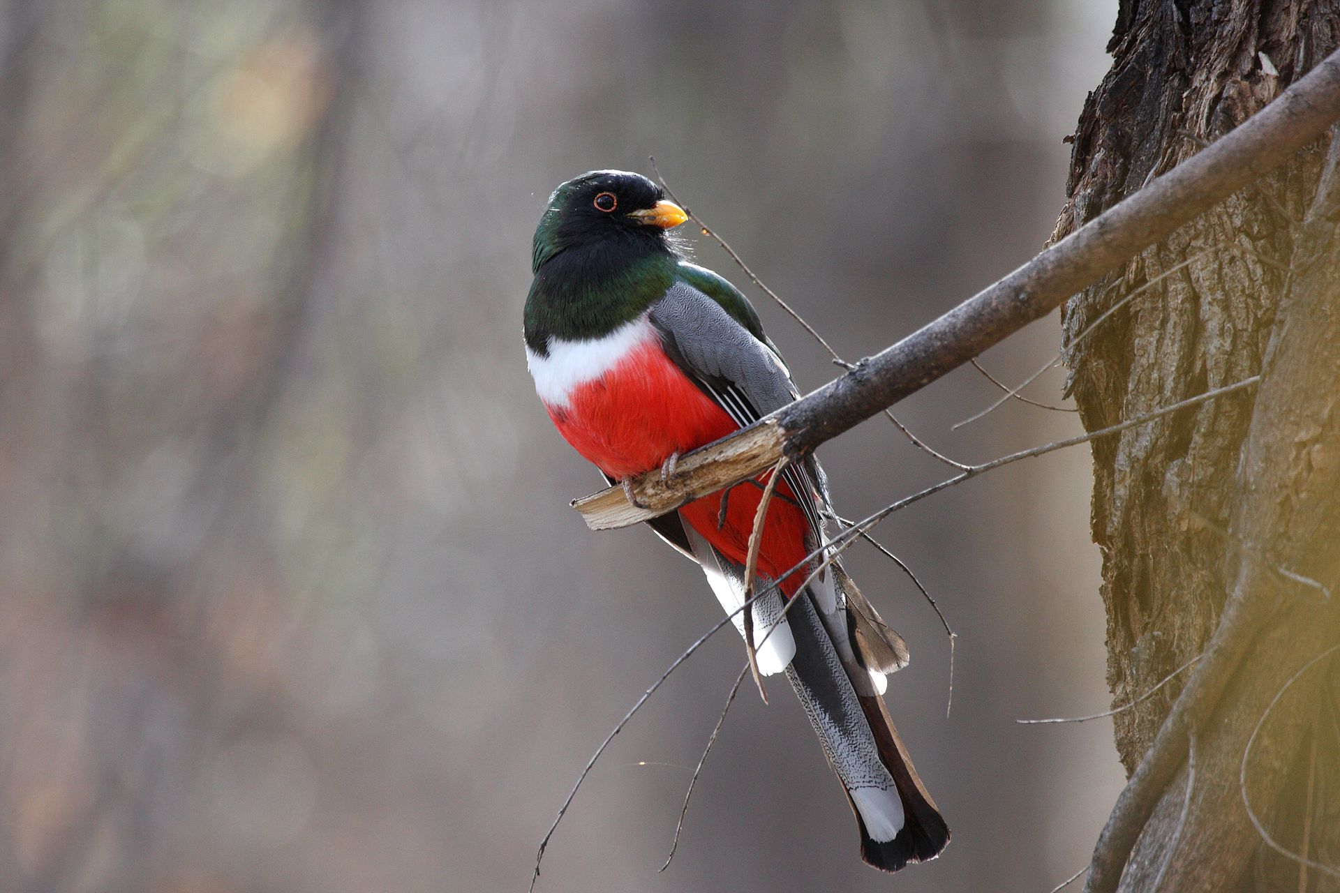 Where did the trogons come from? - British Ornithologists' Union
