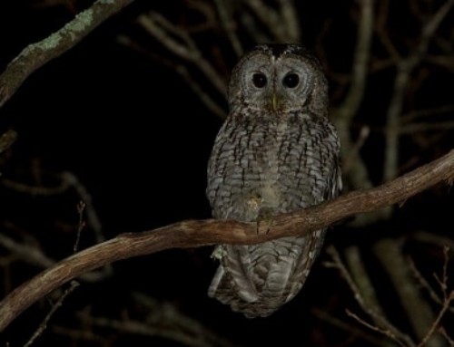 Spontaneous vocal activity of Tawny Owls