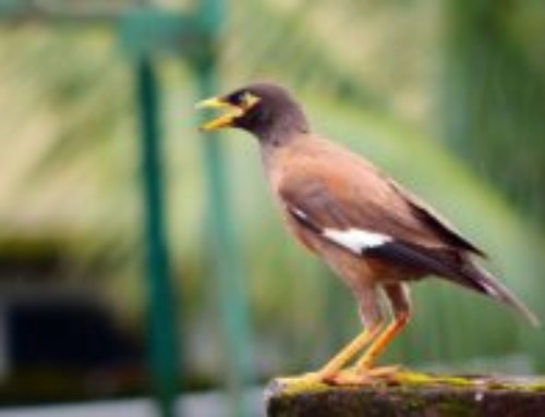 A vocal bottleneck in the Common Myna