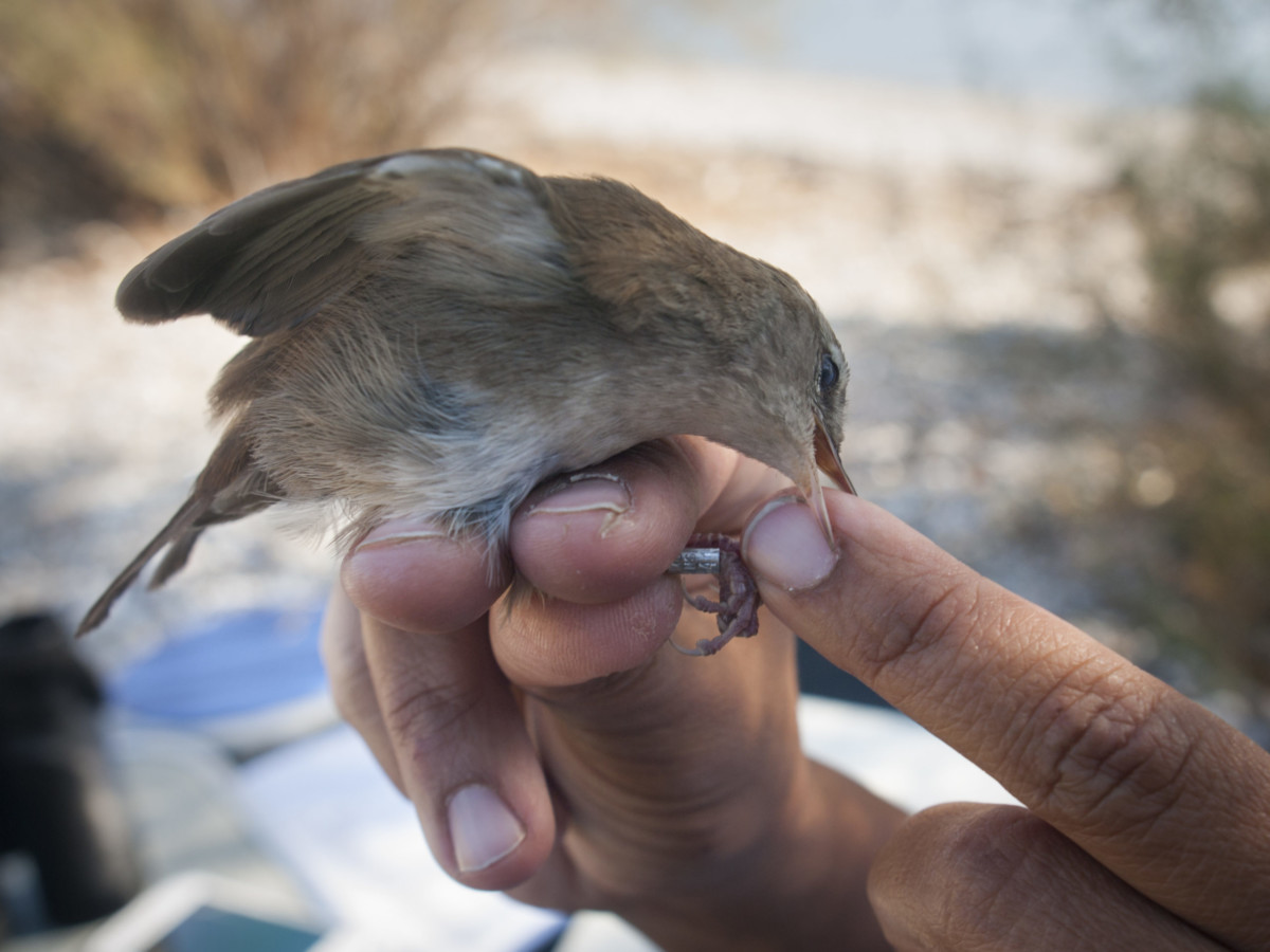 Bird Ringing England Ringing birds in the cold - British Ornithologists' Union