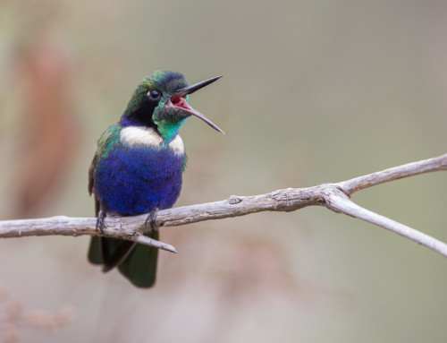 A history of hummingbirds