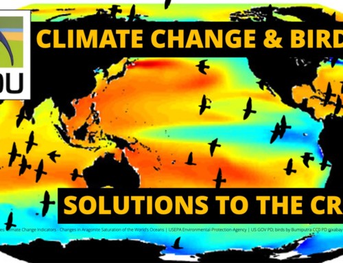 Climate change and birds: solutions to the crisis
