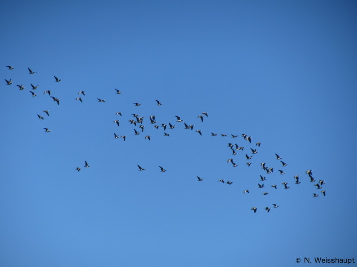 Bird identification guide for weather radars - British Ornithologists ...