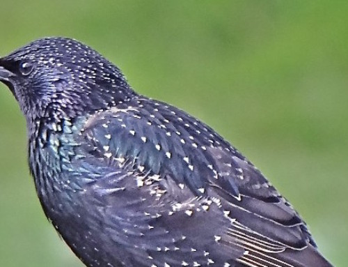 Starlings defy climate change in new nestboxes