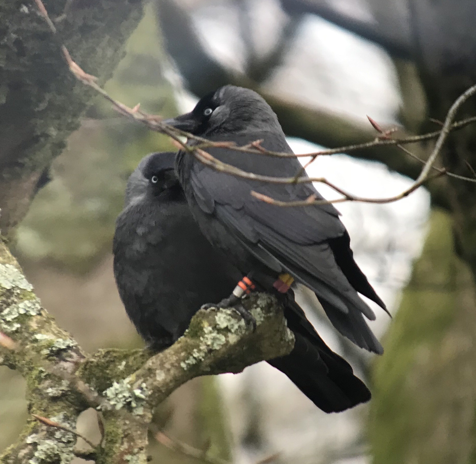 The secret sex lives of jackdaws - British Ornithologists' Union