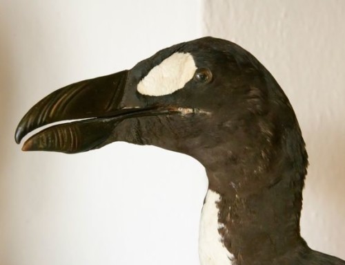 The Great Auk had two brood patches
