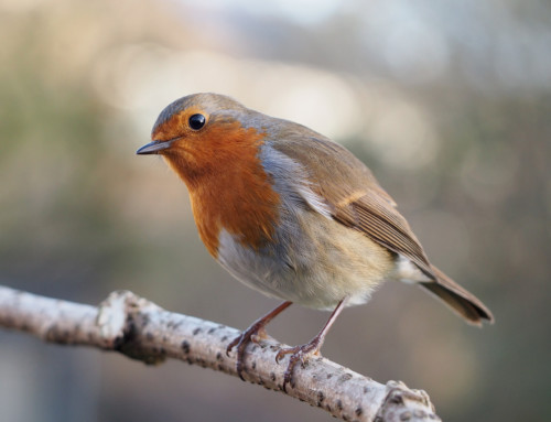What’s in an English bird name?