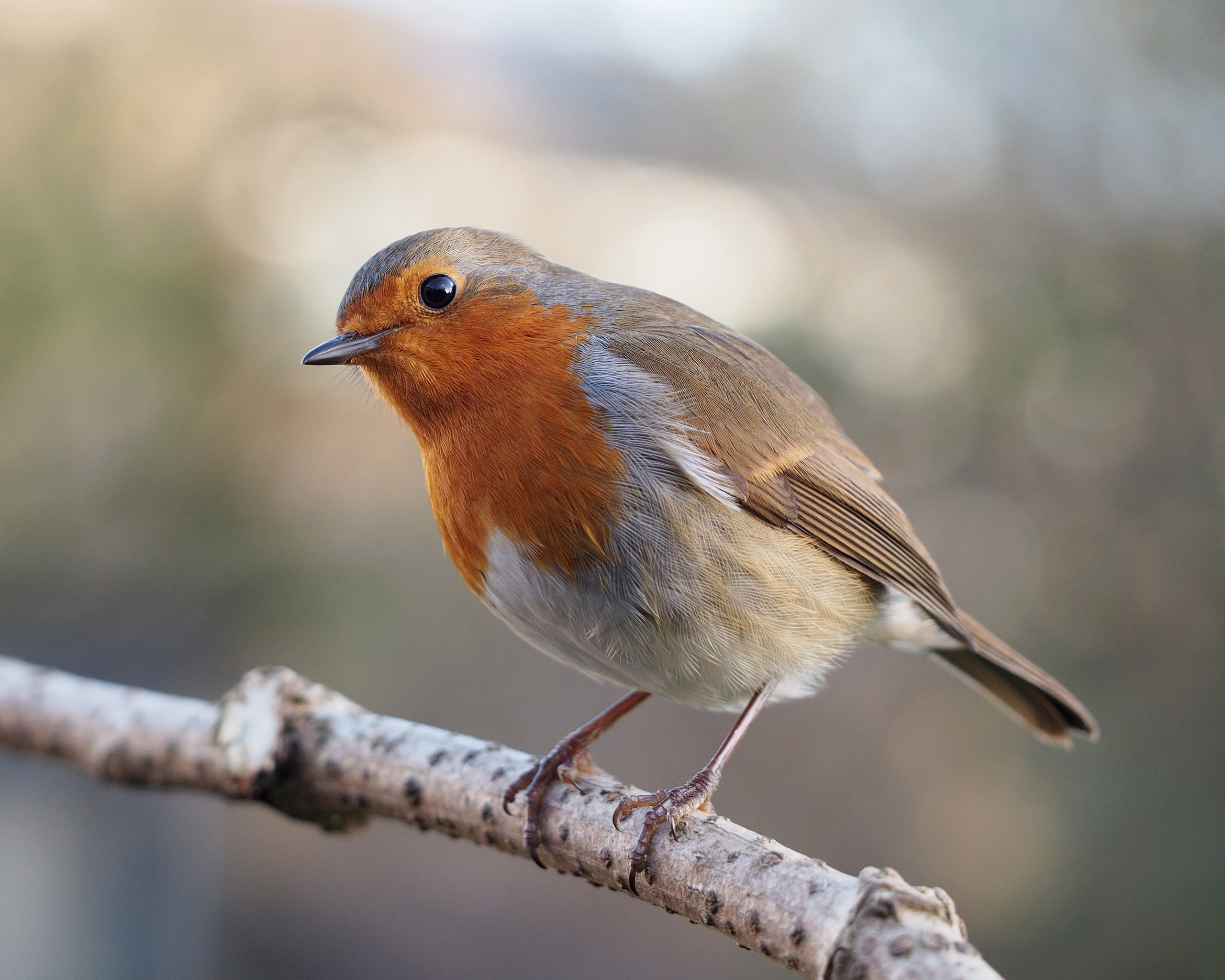 What's in an English bird name? - British Ornithologists' Union