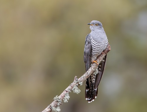 Attacking the Common Cuckoo