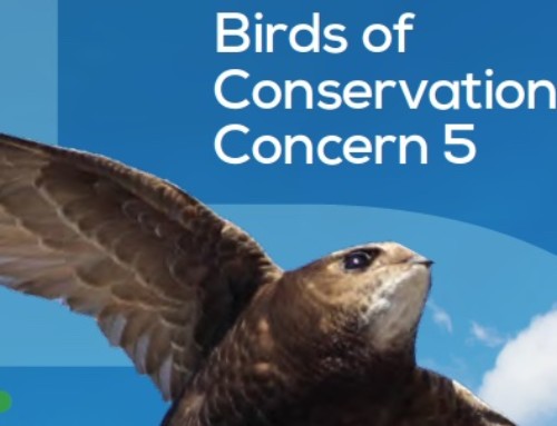 Birds of Conservation Concern 5