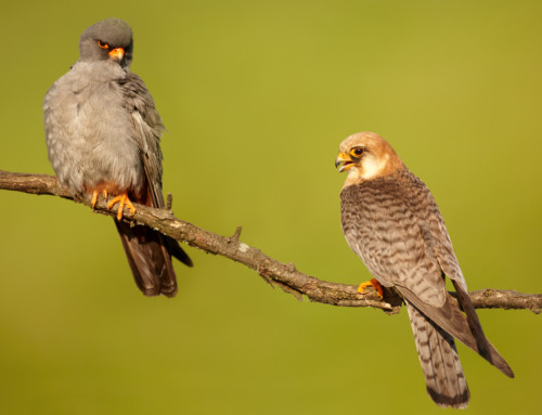 Cheating Red-footed Falcons