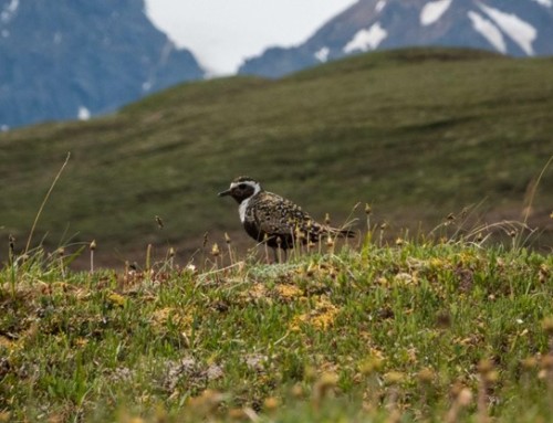 Is tourism ruining the tundra?