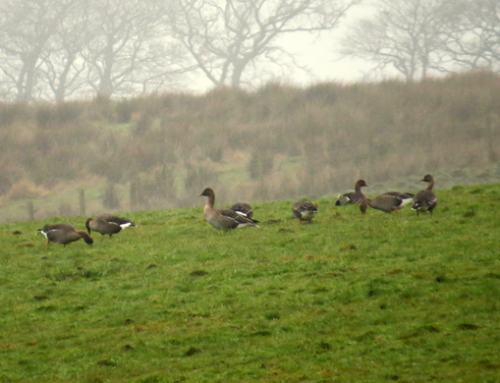 Where have you Bean Geese?