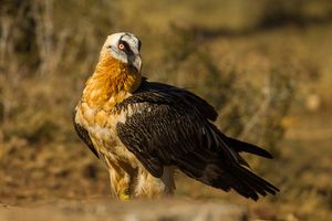 Colouration in Bearded Vultures