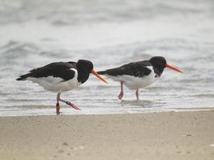 Oystercatchers avoid a disturbed, high tide roost