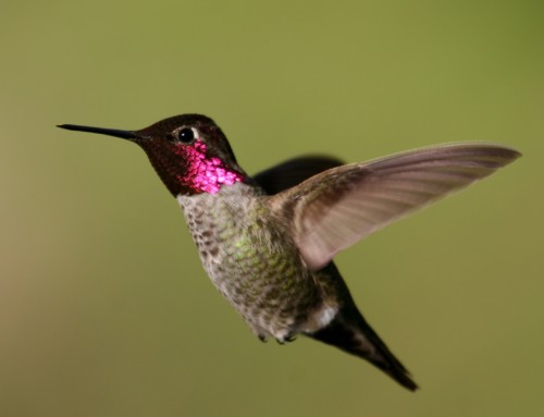 Promoting hummingbird conservation through demographic analyses