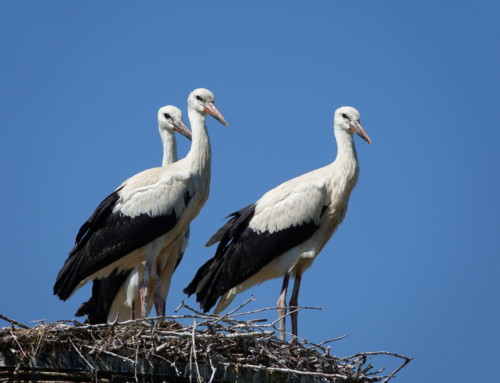Nest-switching Storks