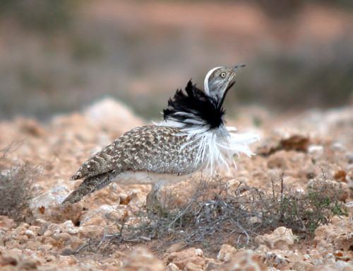 The migration of the Canarian Houbara Bustard
