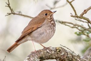 How do territorial songbirds convey aggression?