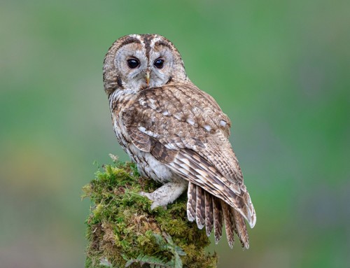 Snowy days and Tawny Owls