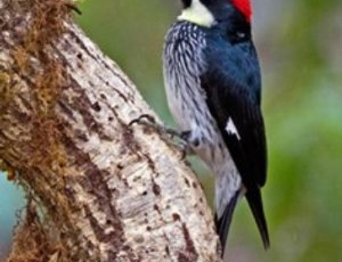 Vocal differences in Acorn Woodpeckers