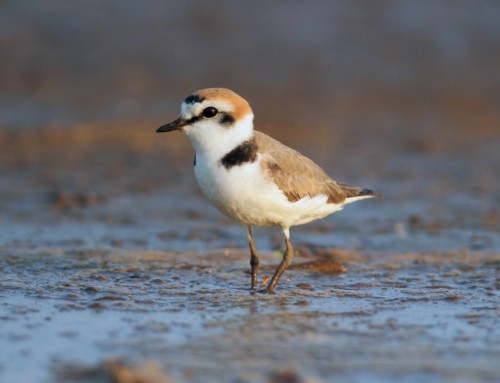 Evaluating the Kentish Plover stronghold