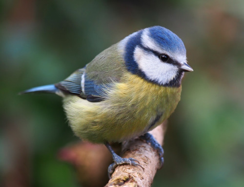 Do bird populations respond differently to climate change?