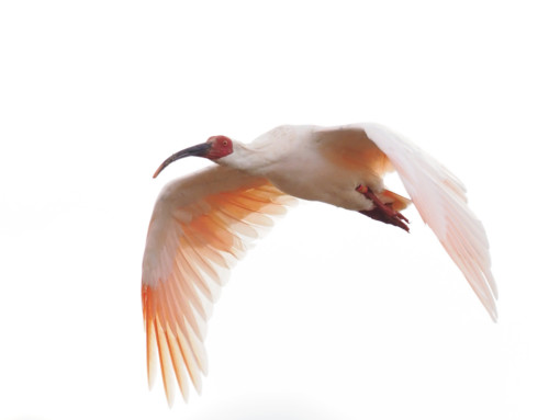 A successful Crested Ibis reintroduction