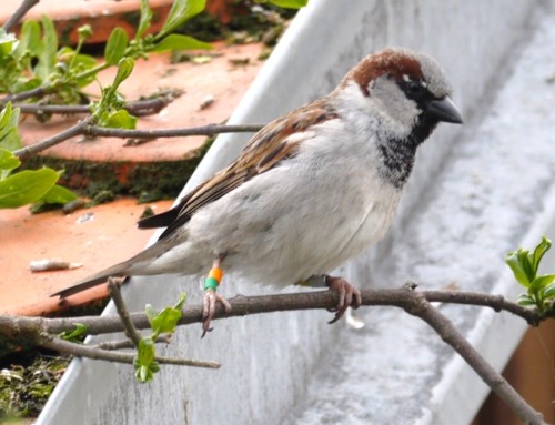 Foraging ecology of the House Sparrow