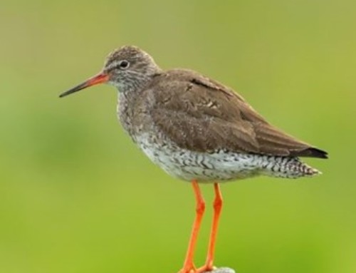 Protecting waders through wetland conservation