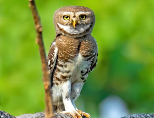 Genome-wide markers resolve Forest Owlet taxonomy