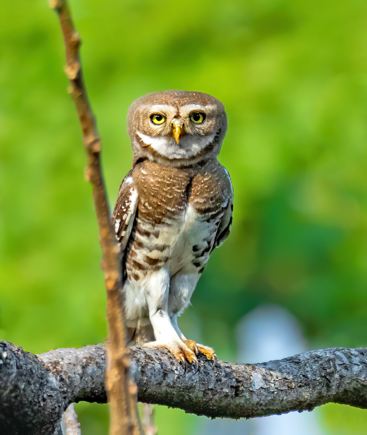 barry-the-birder-world-most-unusual-and-endangered-owl