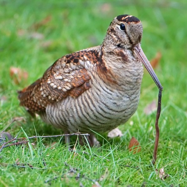 Azorean Woodcocks - British Ornithologists' Union