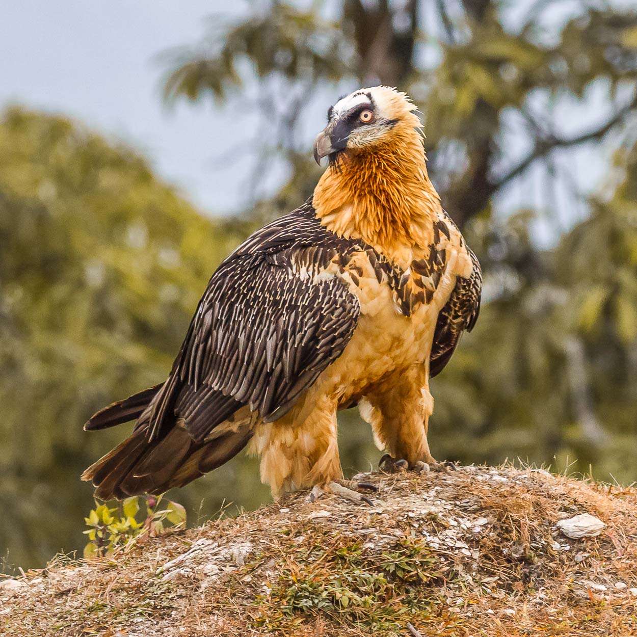 How Is Climate Change Affecting Bearded Vulture Ranges British 