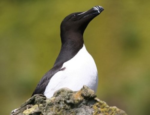 Displacement of auks by offshore wind farms